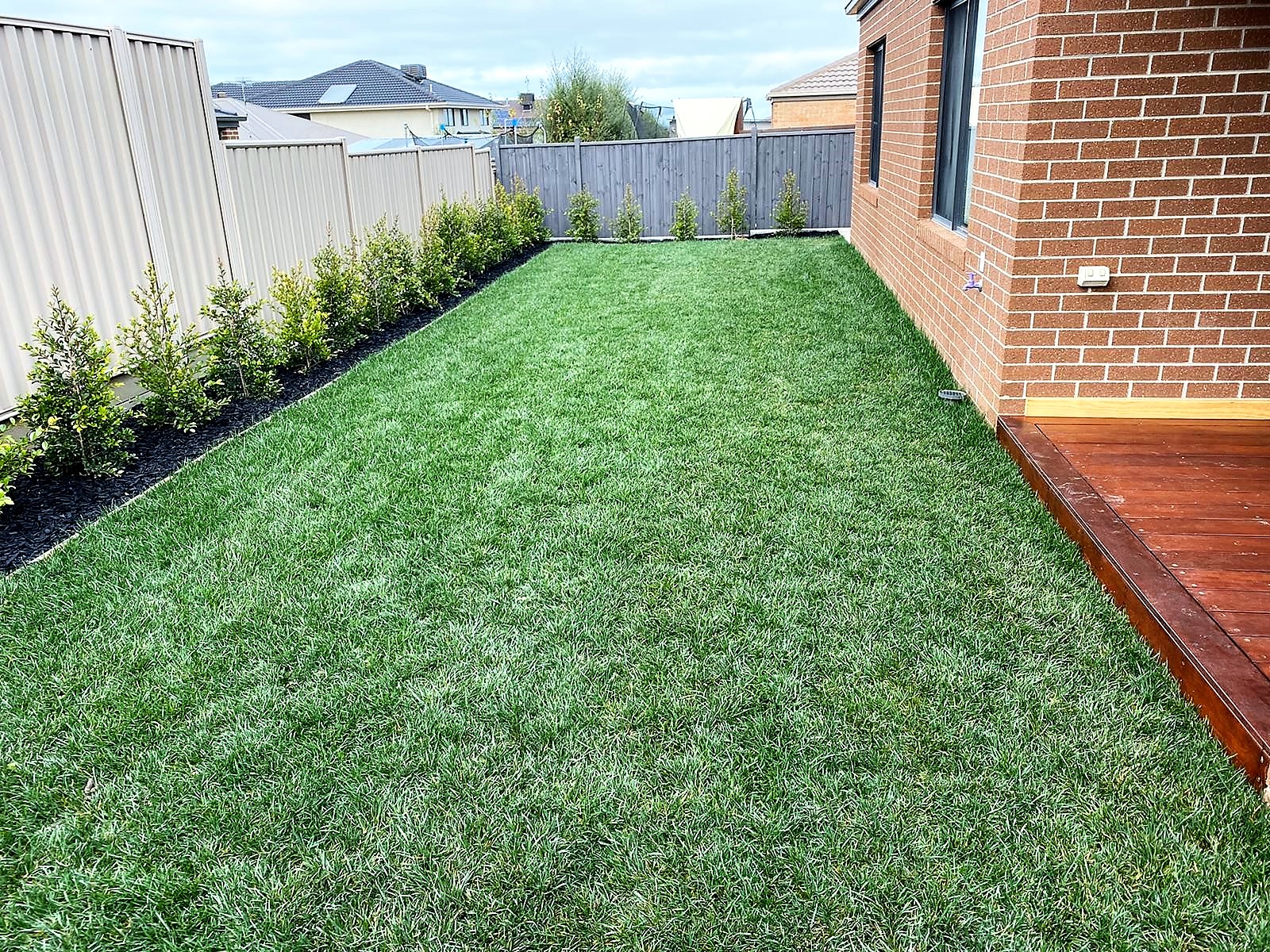 tall-fescue-hg-turf